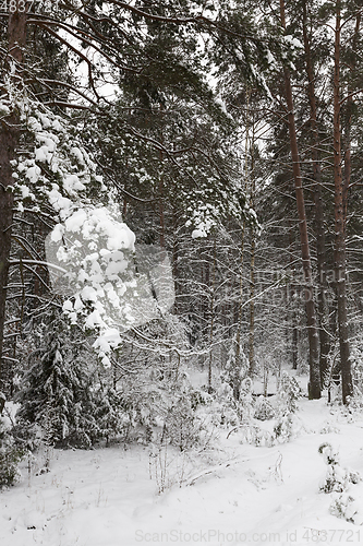 Image of Snow drifts in winter