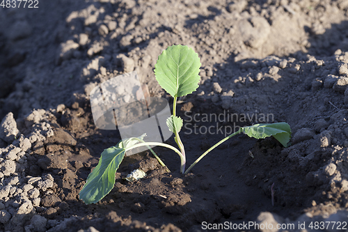 Image of Young green cabbage