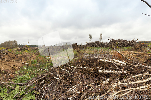 Image of trees after the hurricane