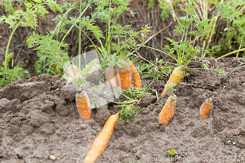 Image of Ripe orange carrot
