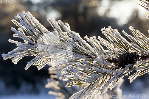 Image of Pines in the frost