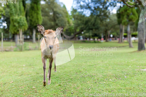 Image of Lovely deer walking on the grass