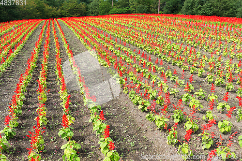 Image of Salvia flower field in red