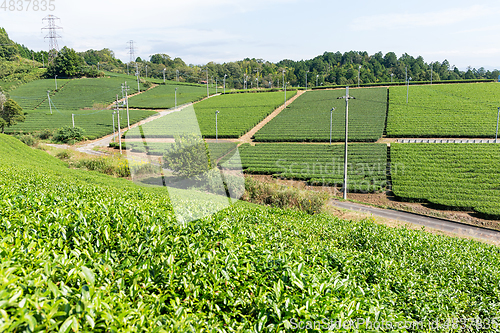 Image of Green Tea field