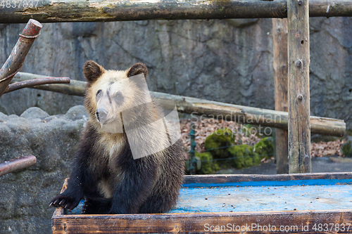 Image of Little bear at zoo park