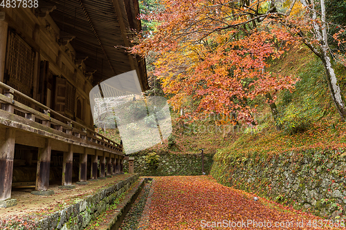 Image of Japanese temple and maple tree