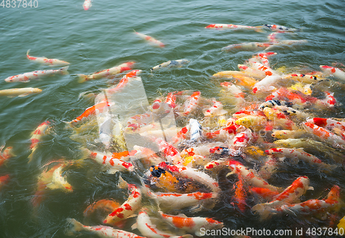 Image of Feeding Koi fish