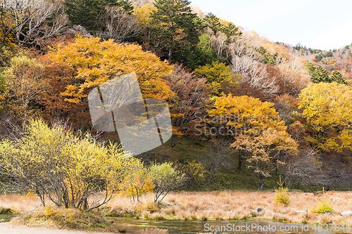 Image of Beautiful Swamp in Nikko