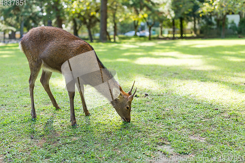 Image of Deer fawn eating lawn