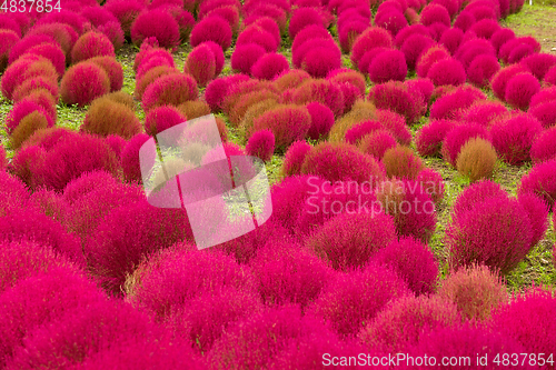 Image of Red Kochia in japanese garden