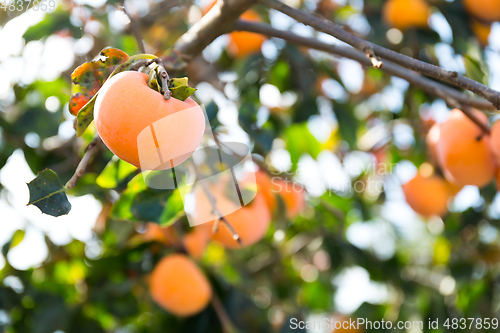 Image of Persimmon tree