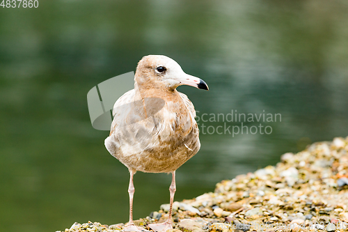 Image of Seagull