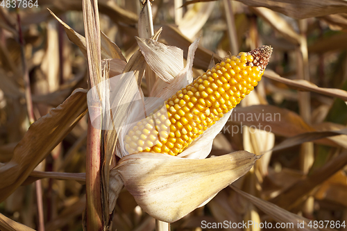 Image of corn on an agricultural field
