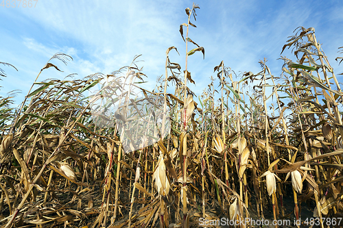 Image of ears of ripe corn