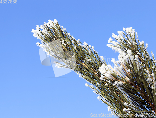 Image of Tree with frost