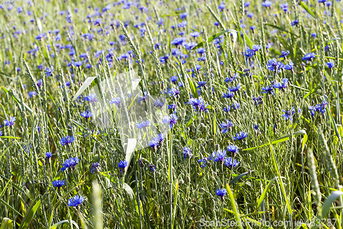 Image of blue cornflowers in a field