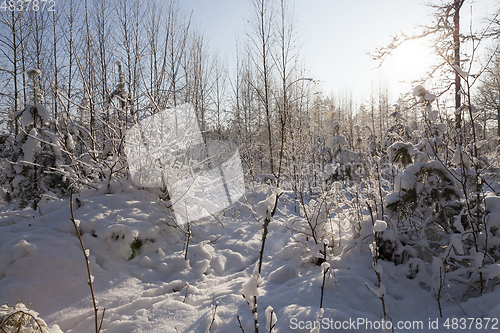 Image of Trees in winter