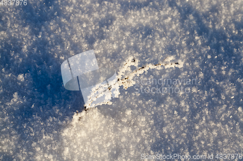 Image of plant in a frost