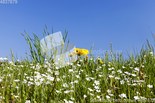 Image of wild flowers in May