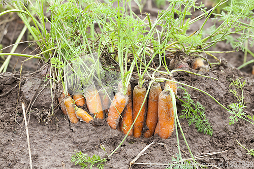 Image of Ripe orange carrot