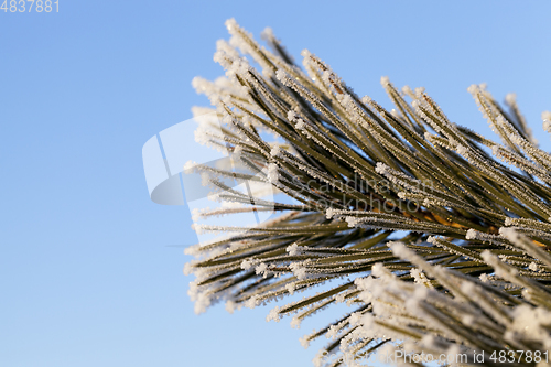 Image of Pines in the frost