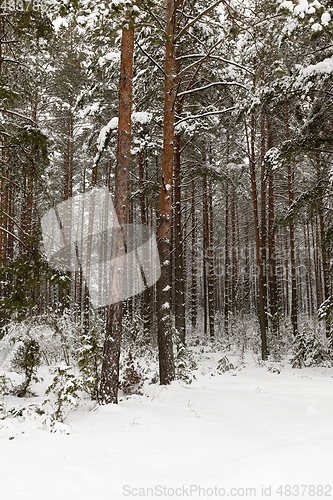 Image of Winter season. Photo