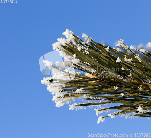 Image of tree with a frost