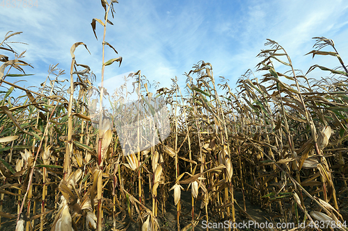 Image of ears of ripe corn