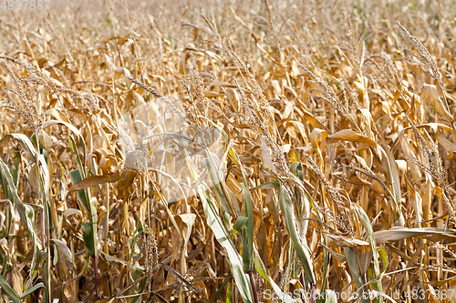 Image of agricultural field with corn