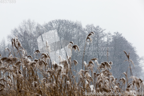 Image of Dry plants in winter