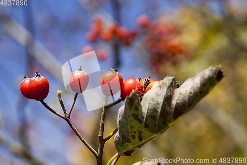 Image of Red berries, close-up