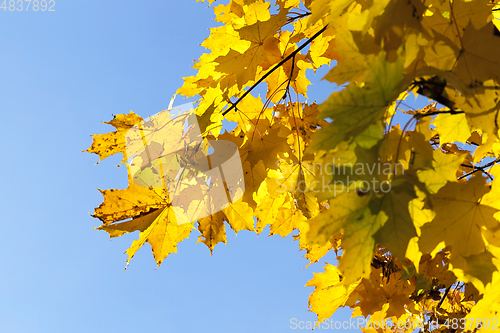 Image of Maple Park in autumn
