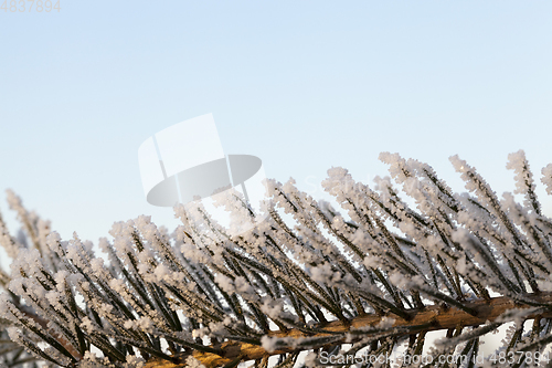 Image of Trees under frost