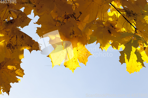 Image of Yellow maple foliage