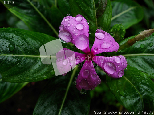 Image of Droplets on a pinkflower