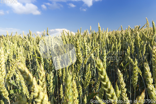 Image of Field with cereal