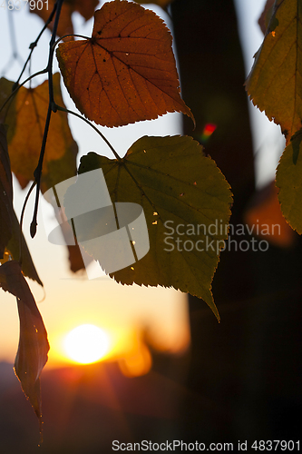 Image of Sunset, autumn