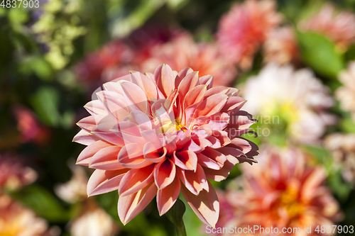 Image of beautiful blooming dahlia