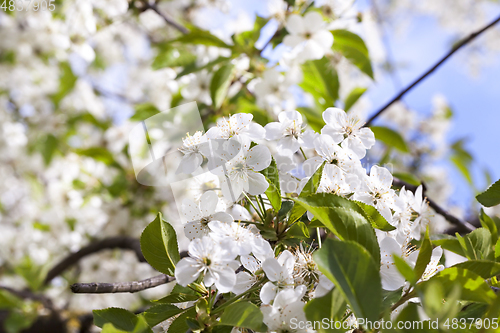 Image of Inflorescence of cherry