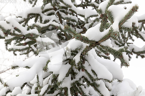 Image of After snowfall