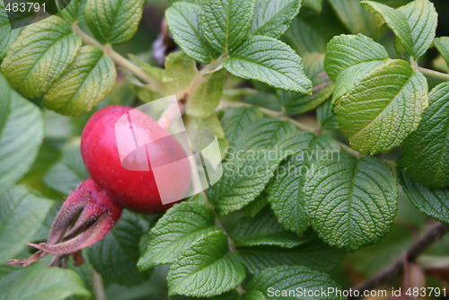 Image of Turnip