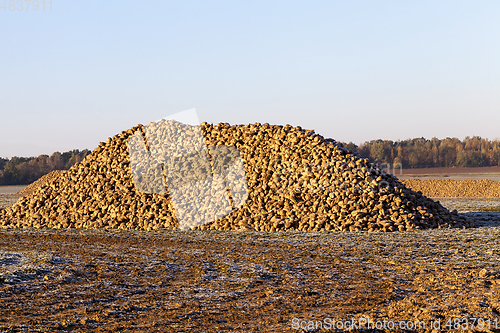 Image of beet roots, the field