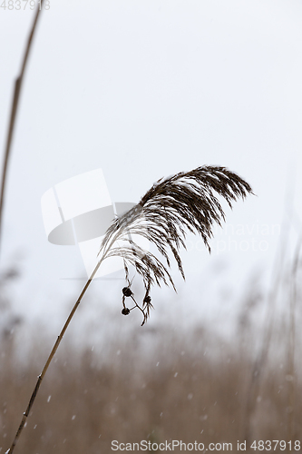 Image of Dry Grass