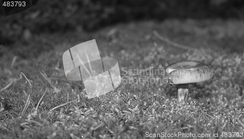 Image of Fungus