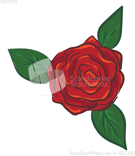 Image of Rose illustration vector on white background 