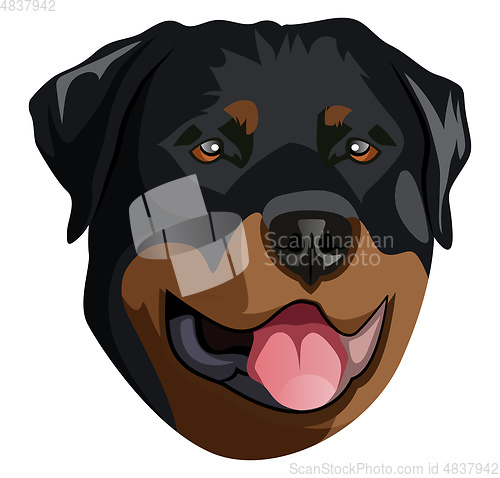 Image of Rottweiler illustration vector on white background