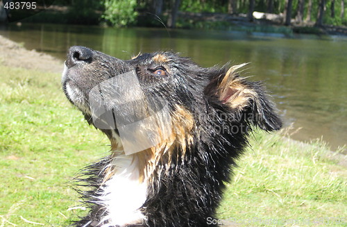 Image of Wet dog