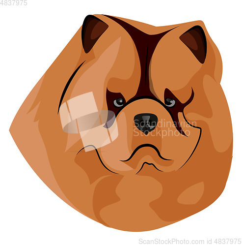 Image of Fat Chow Chow illustration vector on white background