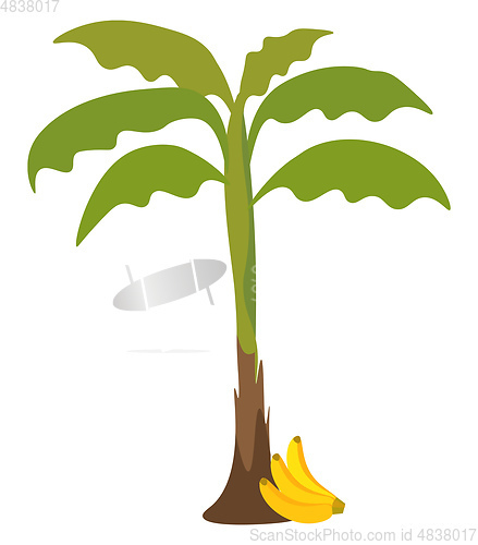 Image of A banana tree vector or color illustration