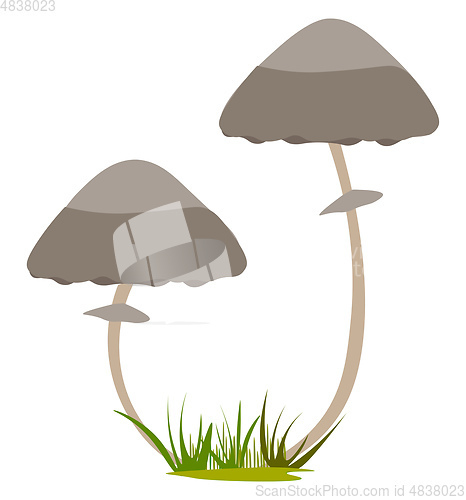 Image of Two mushrooms growing illustration vector on white background 
